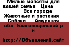 Милые мопсяты для вашей семьи › Цена ­ 20 000 - Все города Животные и растения » Собаки   . Амурская обл.,Благовещенский р-н